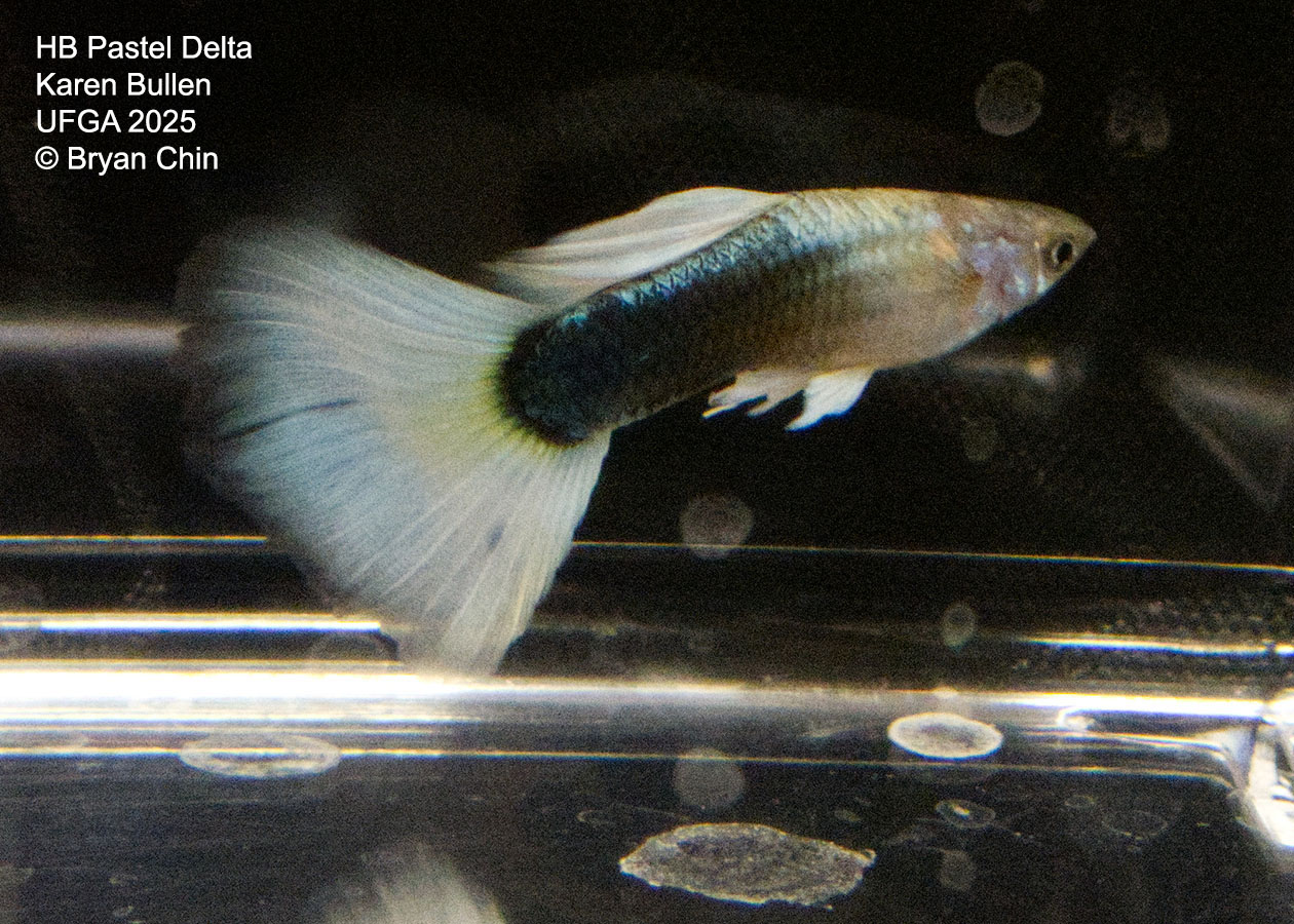 Guppy HB Pastel